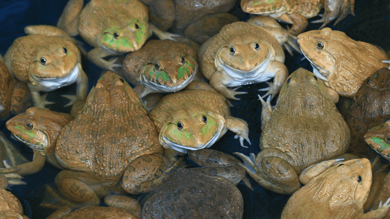 Chọn mua ếch tươi ngon, giúp món ăn hấp dẫn hơn